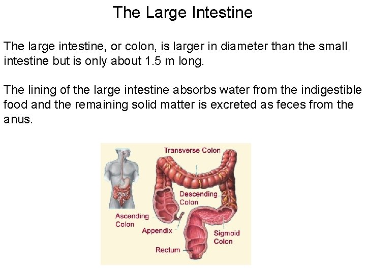 The Large Intestine The large intestine, or colon, is larger in diameter than the