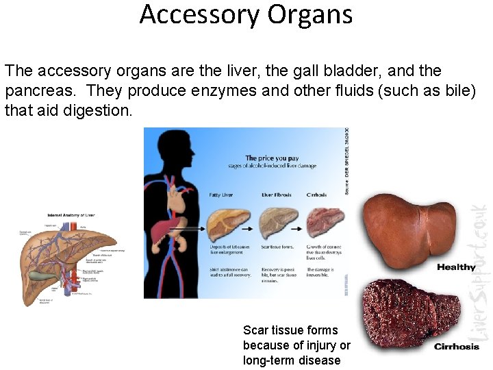 Accessory Organs The accessory organs are the liver, the gall bladder, and the pancreas.