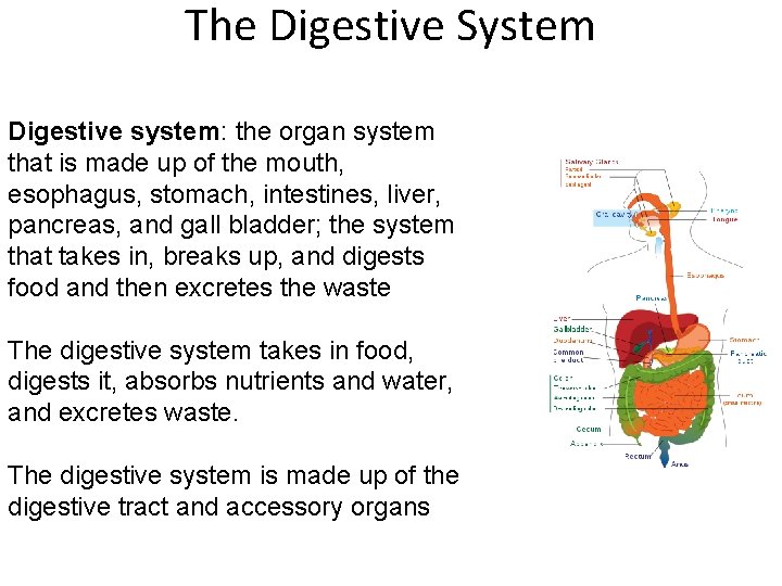 The Digestive System Digestive system: the organ system that is made up of the