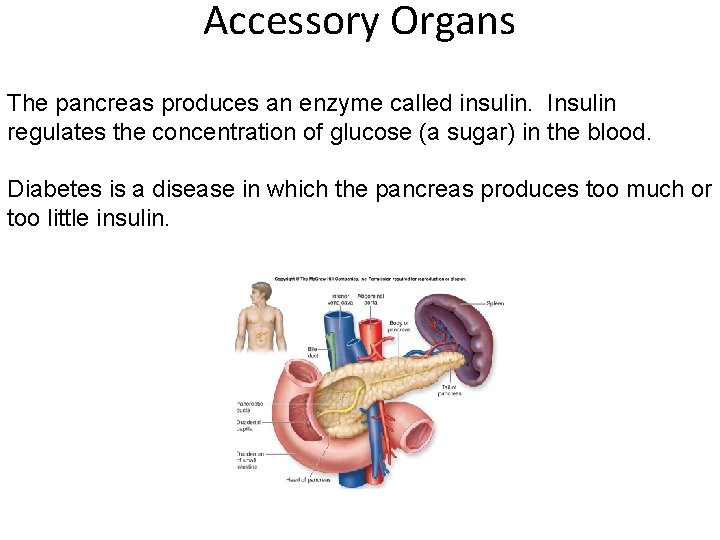Accessory Organs The pancreas produces an enzyme called insulin. Insulin regulates the concentration of