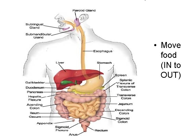  • Move food (IN to OUT) 