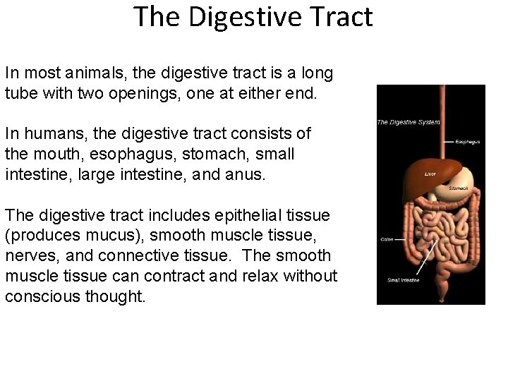 The Digestive Tract In most animals, the digestive tract is a long tube with