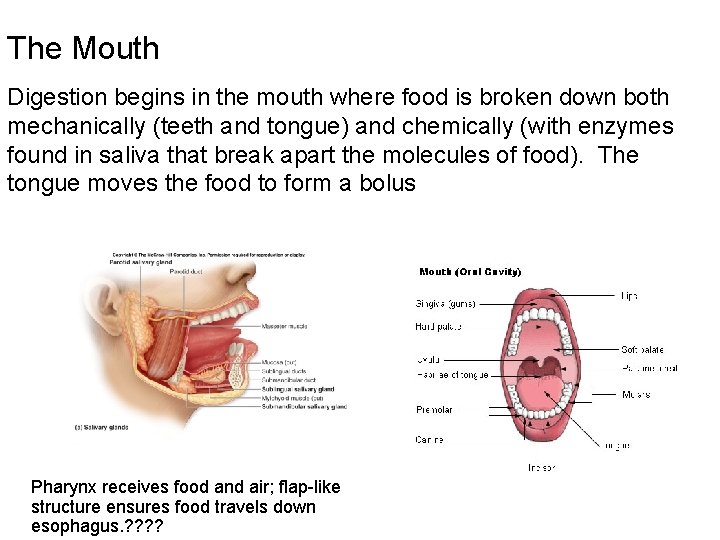 The Mouth Digestion begins in the mouth where food is broken down both mechanically