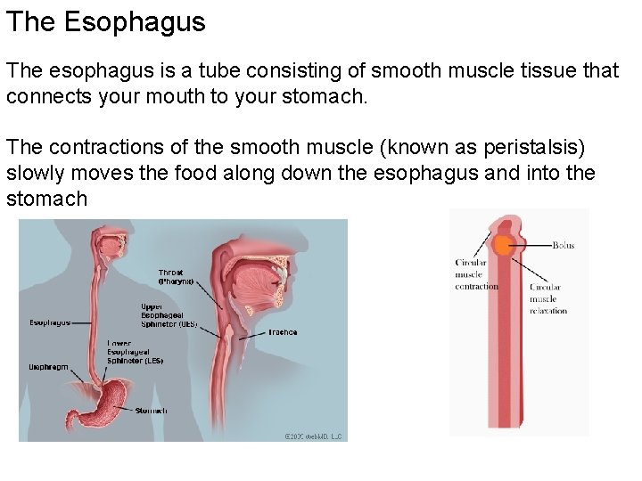 The Esophagus The esophagus is a tube consisting of smooth muscle tissue that connects