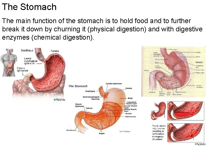 The Stomach The main function of the stomach is to hold food and to