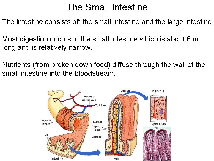 The Small Intestine The intestine consists of: the small intestine and the large intestine.