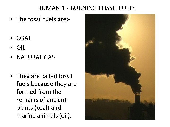 HUMAN 1 - BURNING FOSSIL FUELS • The fossil fuels are: • COAL •