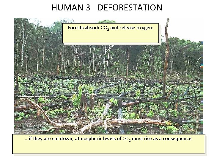 HUMAN 3 - DEFORESTATION Forests absorb CO 2 and release oxygen: . . .