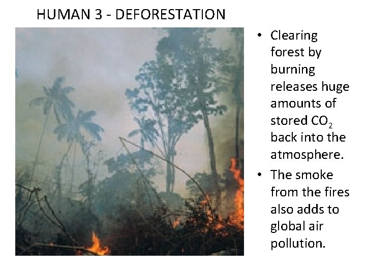 HUMAN 3 - DEFORESTATION • Clearing forest by burning releases huge amounts of stored