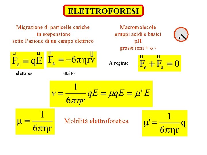 ELETTROFORESI Migrazione di particelle cariche in sospensione sotto l’azione di un campo elettrico Macromolecole