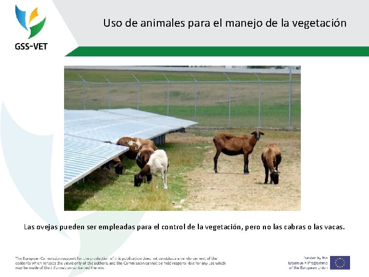 Uso de animales para el manejo de la vegetación Las ovejas pueden ser empleadas