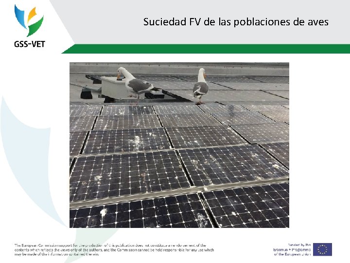 Suciedad FV de las poblaciones de aves 