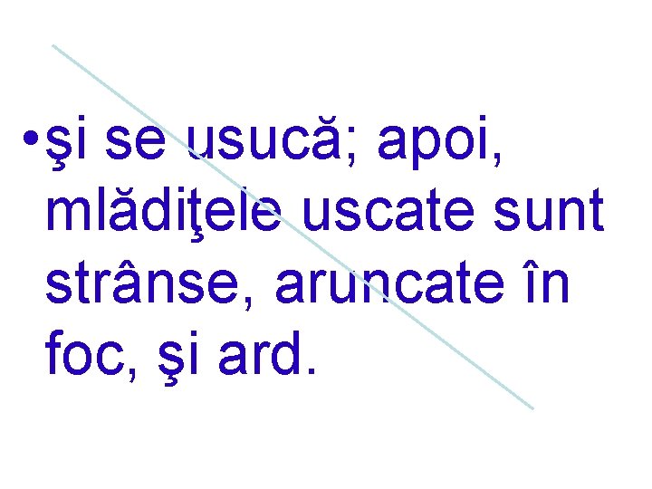  • şi se usucă; apoi, mlădiţele uscate sunt strânse, aruncate în foc, şi