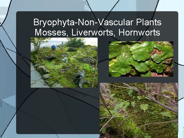 Bryophyta-Non-Vascular Plants Mosses, Liverworts, Hornworts 