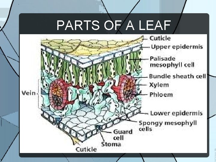 PARTS OF A LEAF 