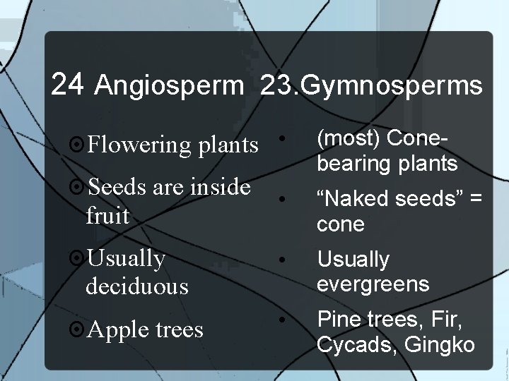 24 Angiosperm 23. Gymnosperms Flowering plants • Seeds are inside fruit Usually • “Naked