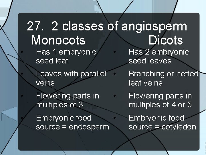 27. 2 classes of angiosperm Monocots Dicots • Has 1 embryonic seed leaf •