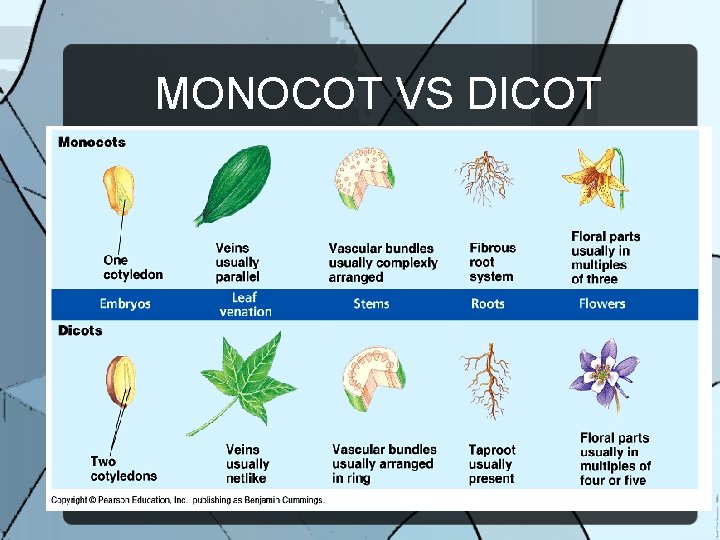 MONOCOT VS DICOT 