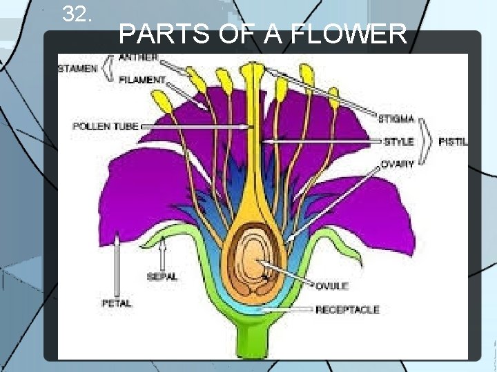 32. PARTS OF A FLOWER 
