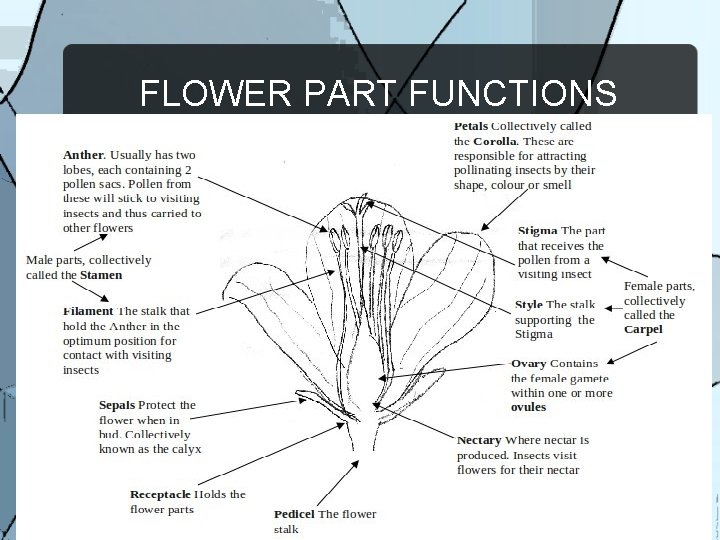 FLOWER PART FUNCTIONS 