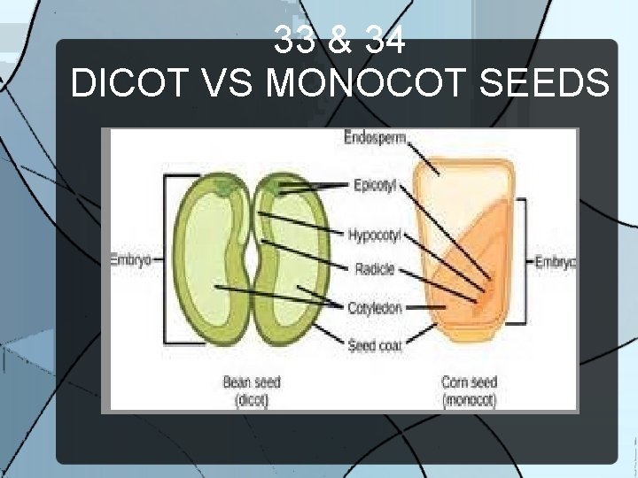 33 & 34 DICOT VS MONOCOT SEEDS 