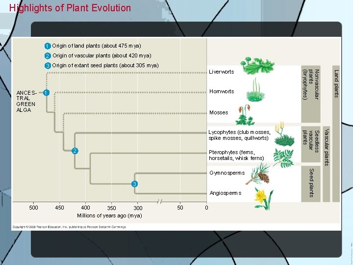 Highlights of Plant Evolution 1 Origin of land plants (about 475 mya) 2 Origin