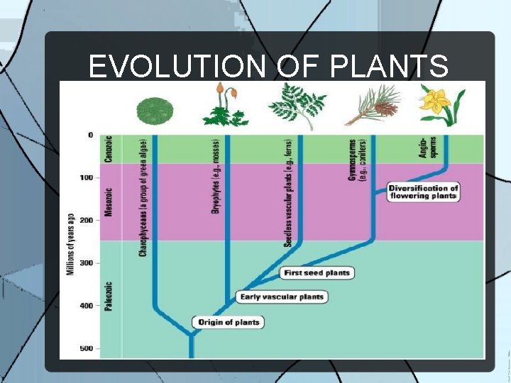 EVOLUTION OF PLANTS 