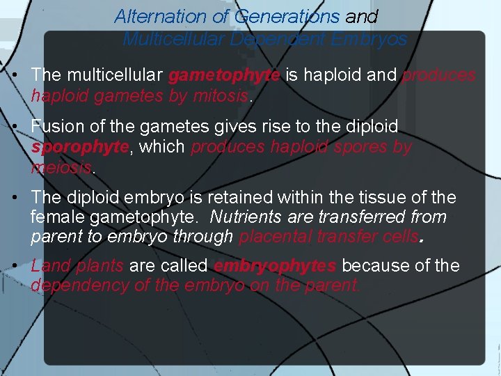 Alternation of Generations and Multicellular Dependent Embryos • The multicellular gametophyte is haploid and