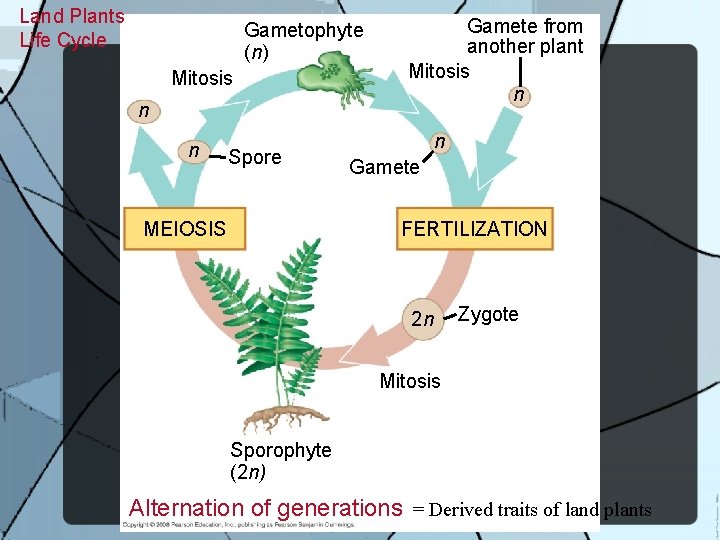 Land Plants Life Cycle Gametophyte (n) Mitosis n n Spore MEIOSIS Gamete from another