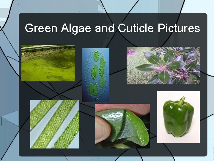 Green Algae and Cuticle Pictures 