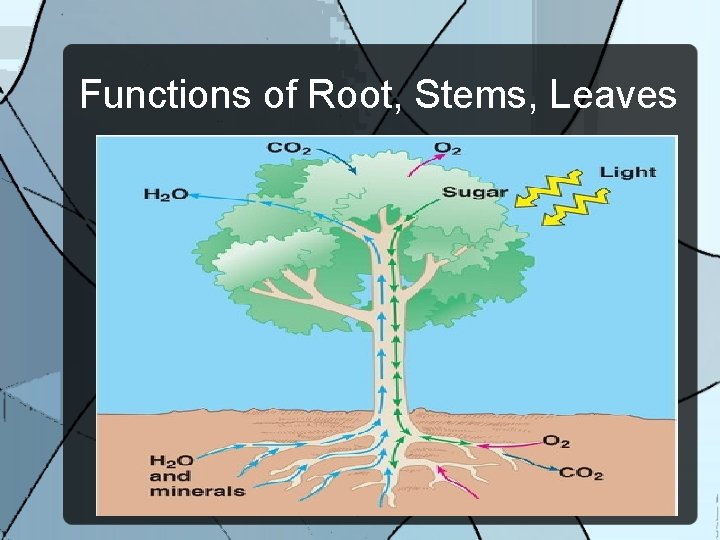 Functions of Root, Stems, Leaves 