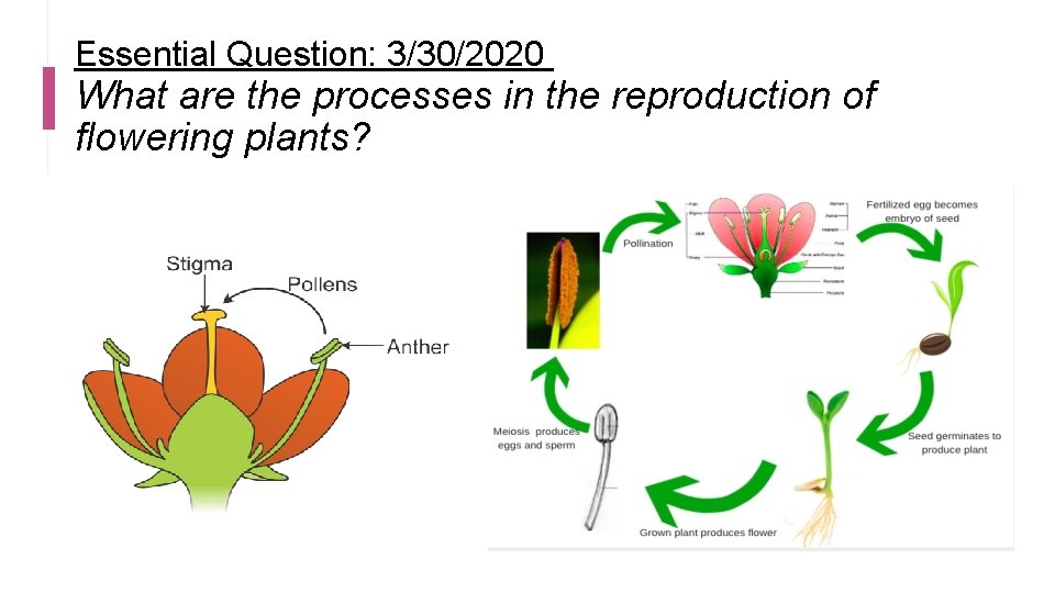 Essential Question: 3/30/2020 What are the processes in the reproduction of flowering plants? 