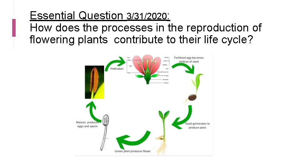 Essential Question 3/31/2020: How does the processes in the reproduction of flowering plants contribute