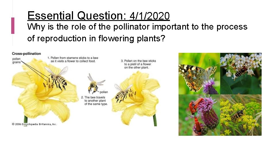 Essential Question: 4/1/2020 Why is the role of the pollinator important to the process