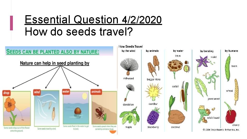 Essential Question 4/2/2020 How do seeds travel? 