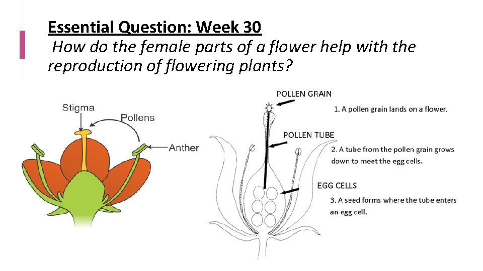 Essential Question: Week 30 How do the female parts of a flower help with