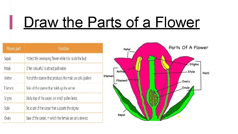 Draw the Parts of a Flower 
