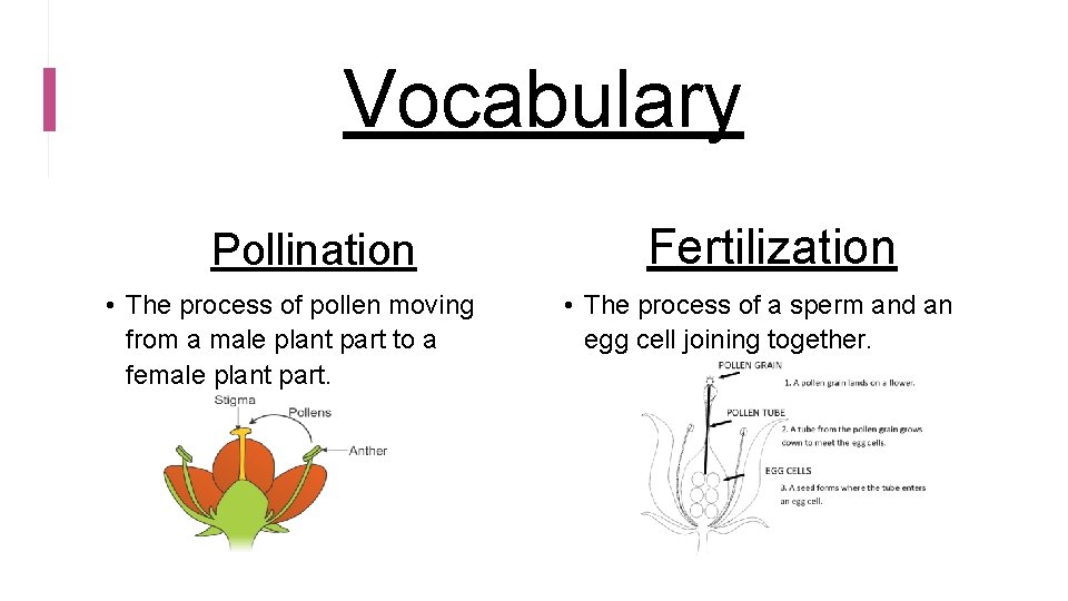 Vocabulary Pollination • The process of pollen moving from a male plant part to
