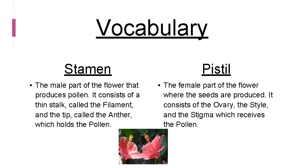 Vocabulary Stamen • The male part of the flower that produces pollen. It consists
