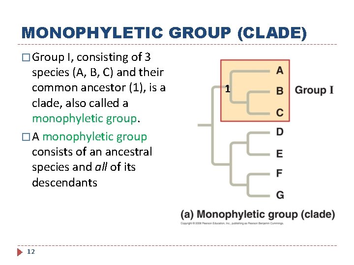 MONOPHYLETIC GROUP (CLADE) � Group I, consisting of 3 species (A, B, C) and