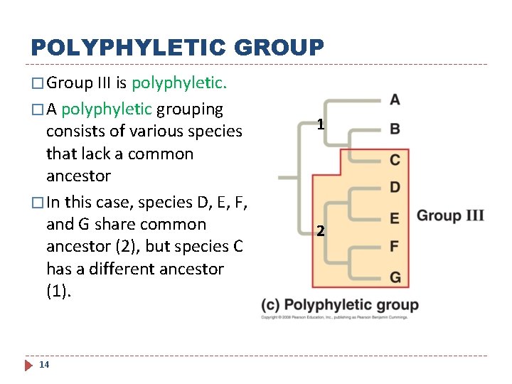 POLYPHYLETIC GROUP � Group III is polyphyletic. � A polyphyletic grouping consists of various
