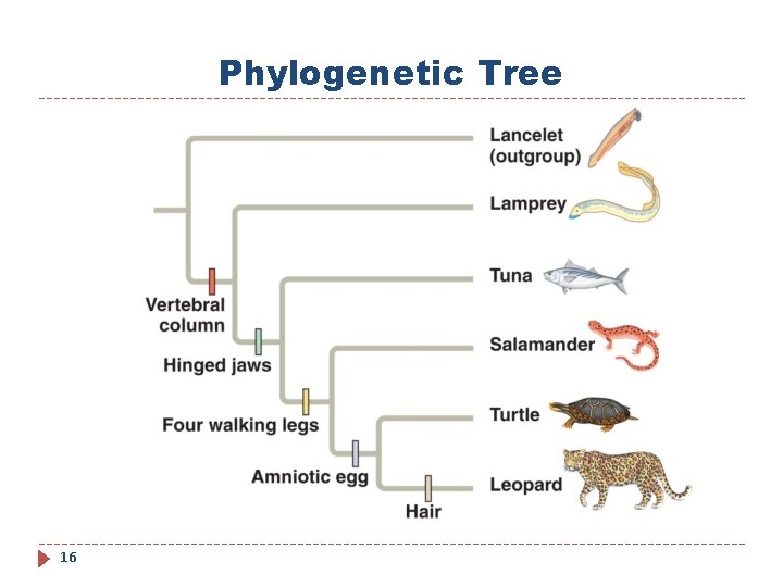 Phylogenetic Tree 16 