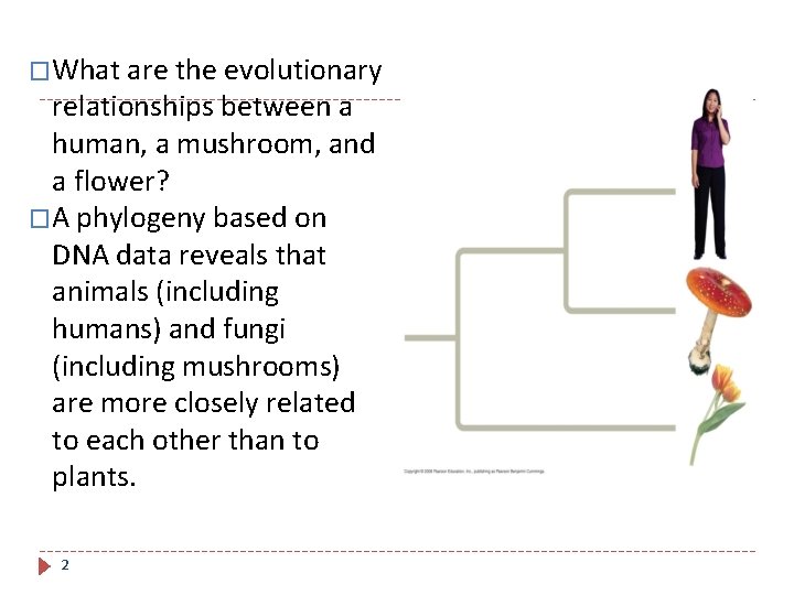 �What are the evolutionary relationships between a human, a mushroom, and a flower? �A