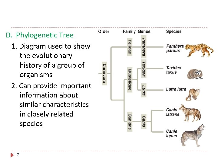 D. Phylogenetic Tree 1. Diagram used to show the evolutionary history of a group