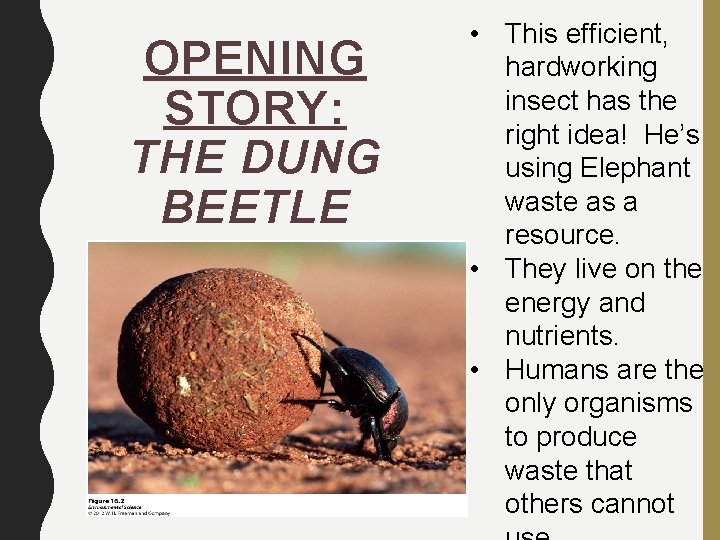 OPENING STORY: THE DUNG BEETLE • This efficient, hardworking insect has the right idea!