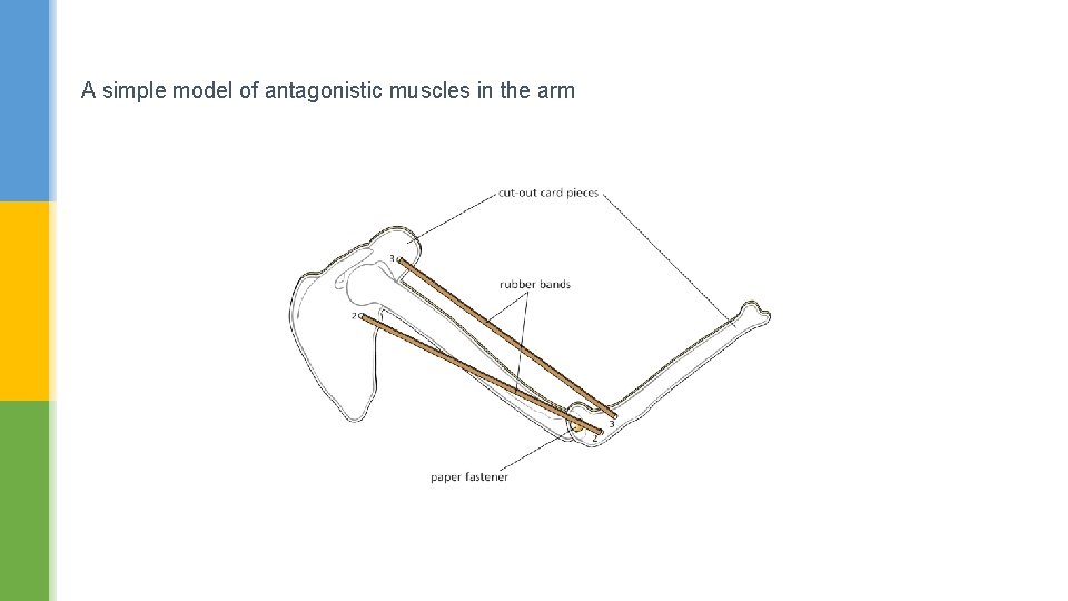 A simple model of antagonistic muscles in the arm 