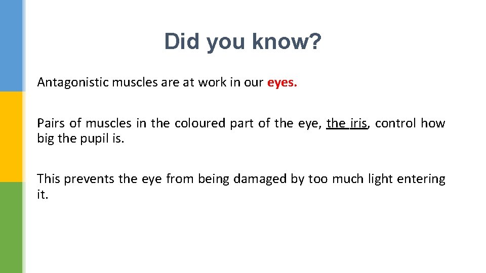 Did you know? Antagonistic muscles are at work in our eyes. Pairs of muscles