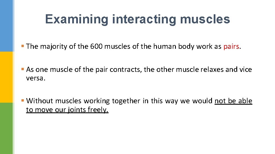 Examining interacting muscles § The majority of the 600 muscles of the human body