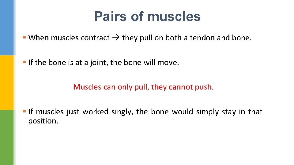 Pairs of muscles § When muscles contract they pull on both a tendon and