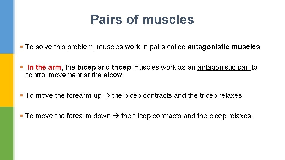 Pairs of muscles § To solve this problem, muscles work in pairs called antagonistic